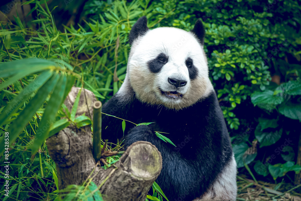 Giant panda Giant panda
