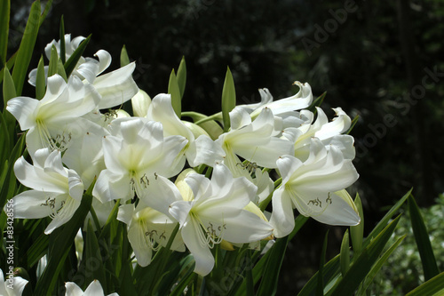 Fototapeta Naklejka Na Ścianę i Meble -  Beautiful St. Christopher lily glowing in the sun