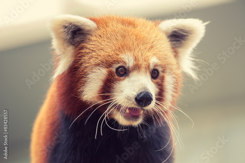 Fotografie Red Panda
