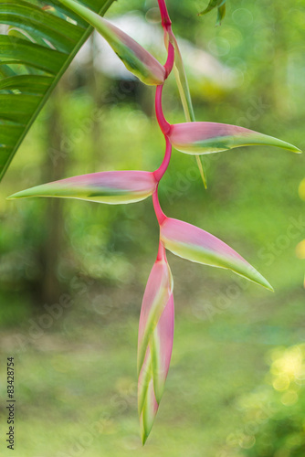 Heliconia rostrata 'Sexy Pink' ginger flower photo