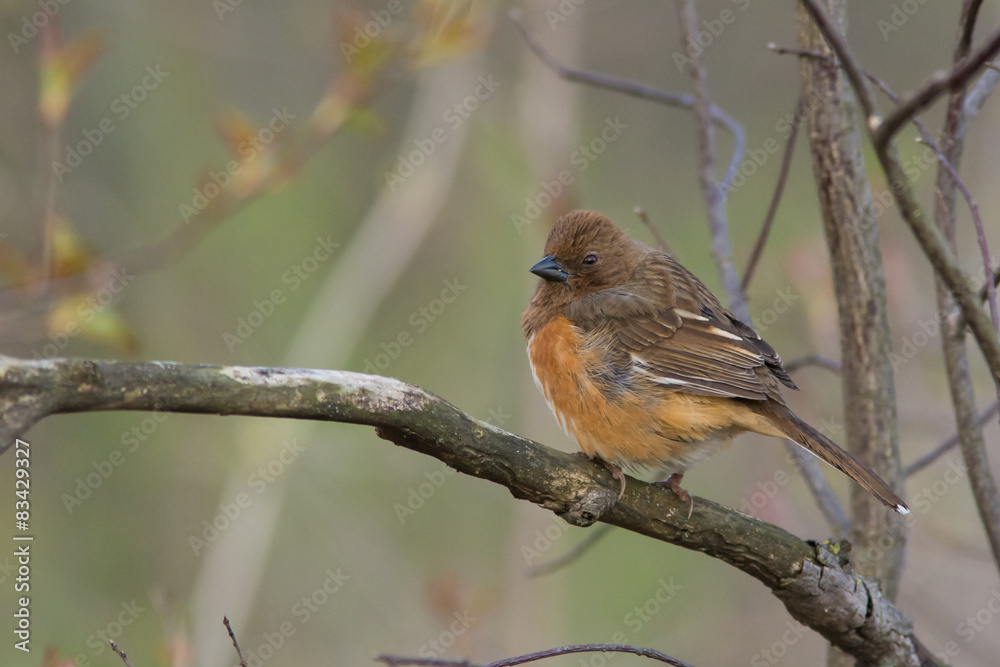 Eastern Towhee, Female