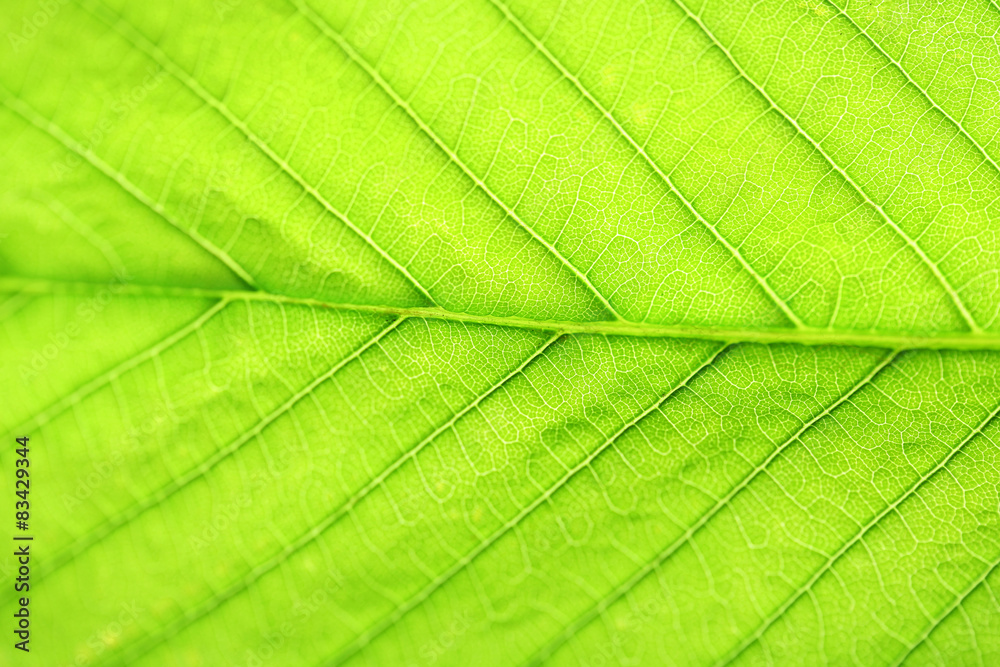 Close up of fresh green leaf with veins