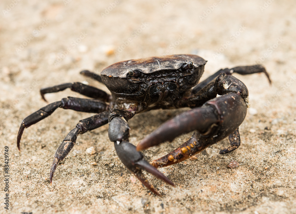 Crab. Field crab