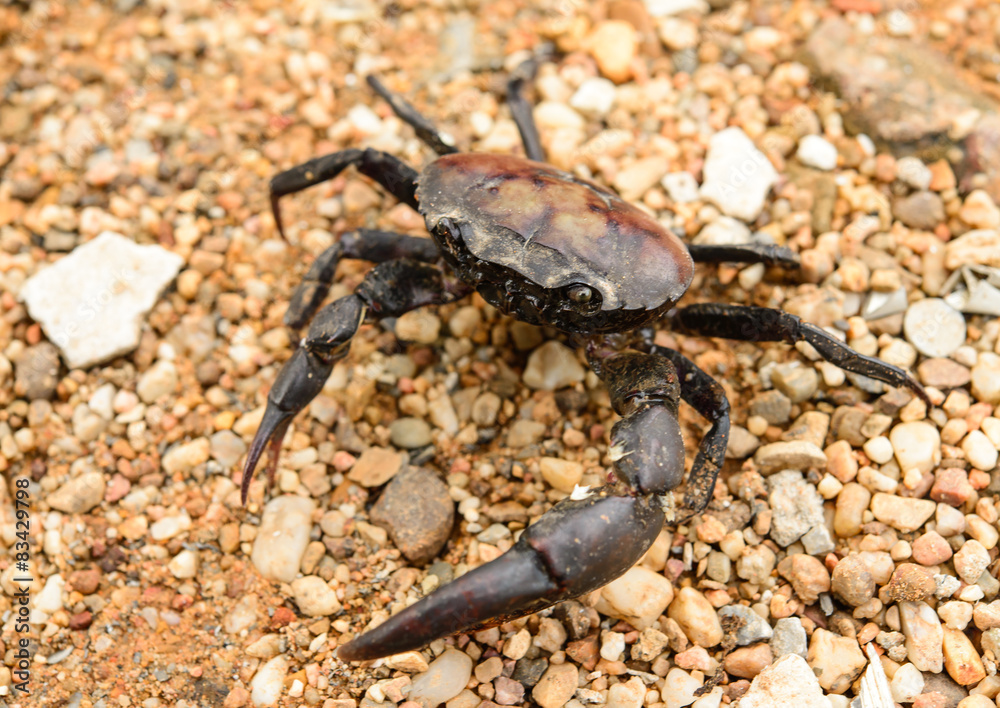 Crab. Field crab