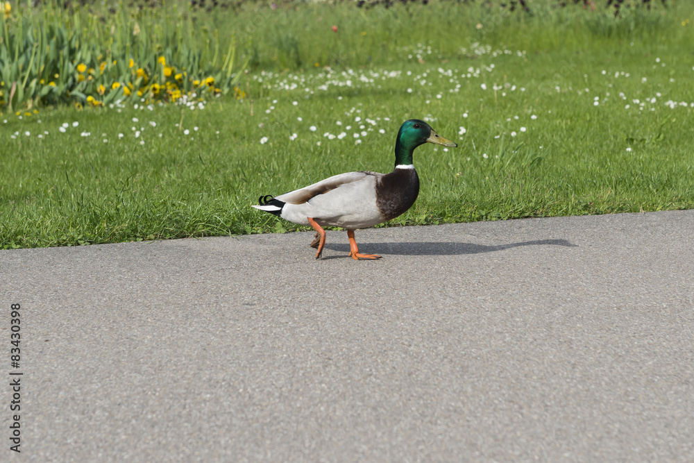 Obraz premium Männliche Ente watschelt über eine Straße