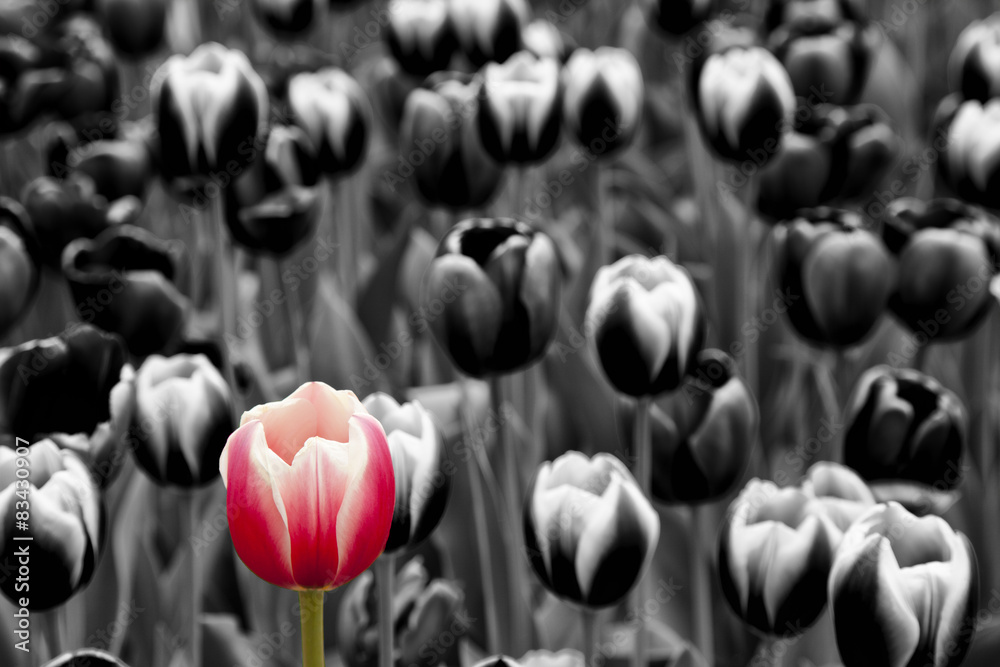 Red tulip among monochrome  tulips - obrazy, fototapety, plakaty 