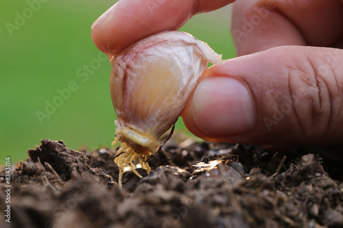 The garlic planted by hand. Closc-up