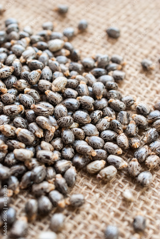 Castor oil seeds-ricinus communis Castor oil seeds-ricinus communis