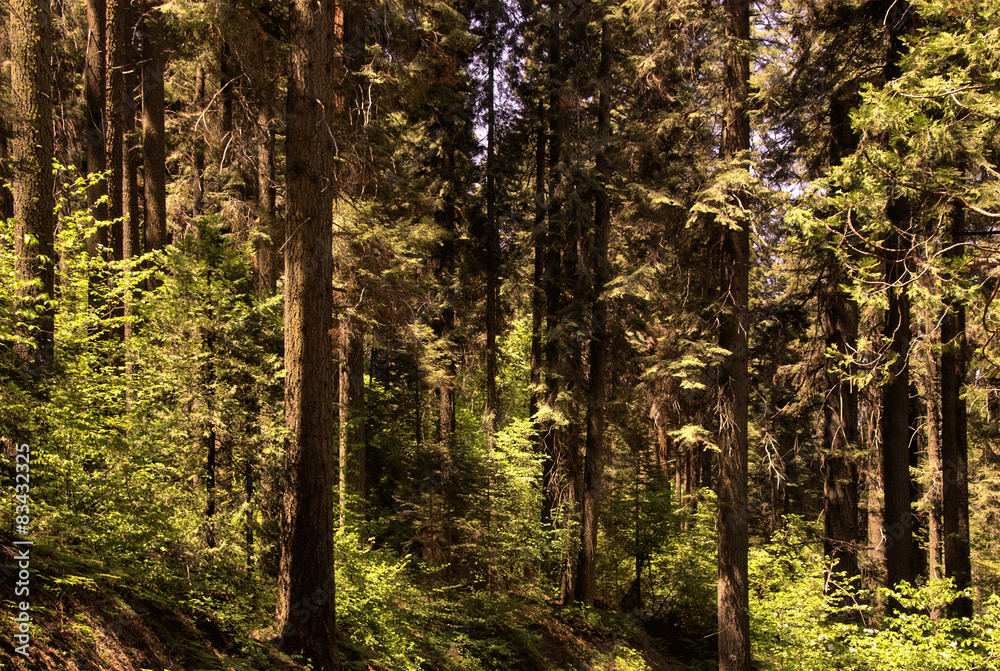 Light in a Forest