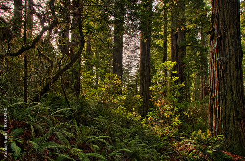 Forest Light