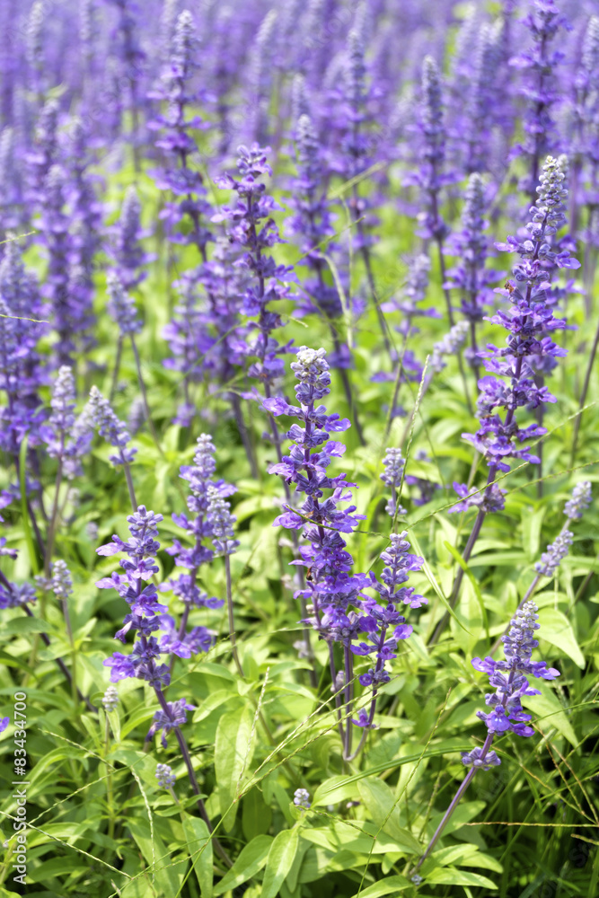 Obraz premium Closeup image of violet lavender flowers in the field in sunny day