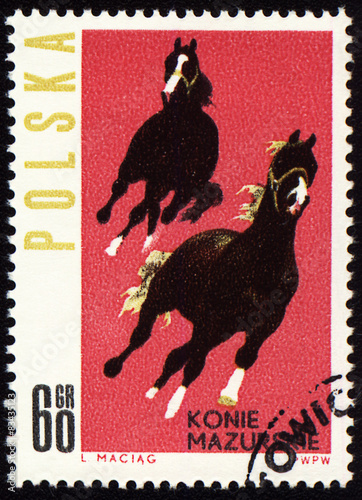 Fototapeta Naklejka Na Ścianę i Meble -  Horses Mazurskie on post stamp