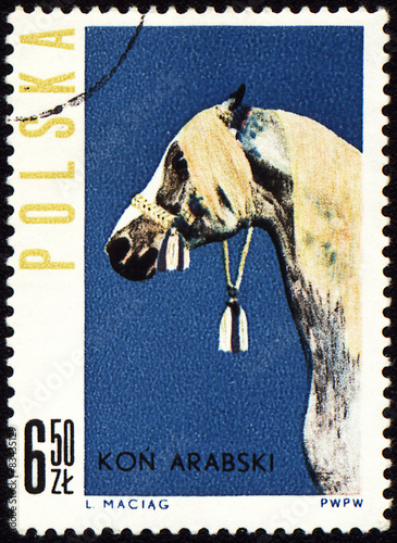 Fototapeta Naklejka Na Ścianę i Meble -  Arabian horse on post stamp
