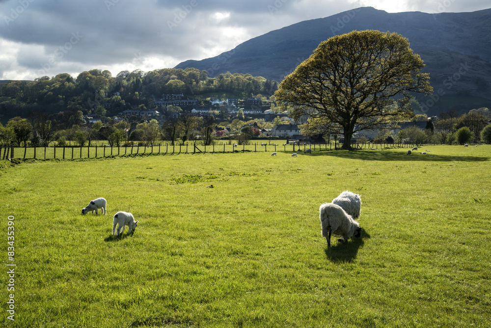 Obraz premium Spring lambs in sunlight in front of mountain in Lake District i