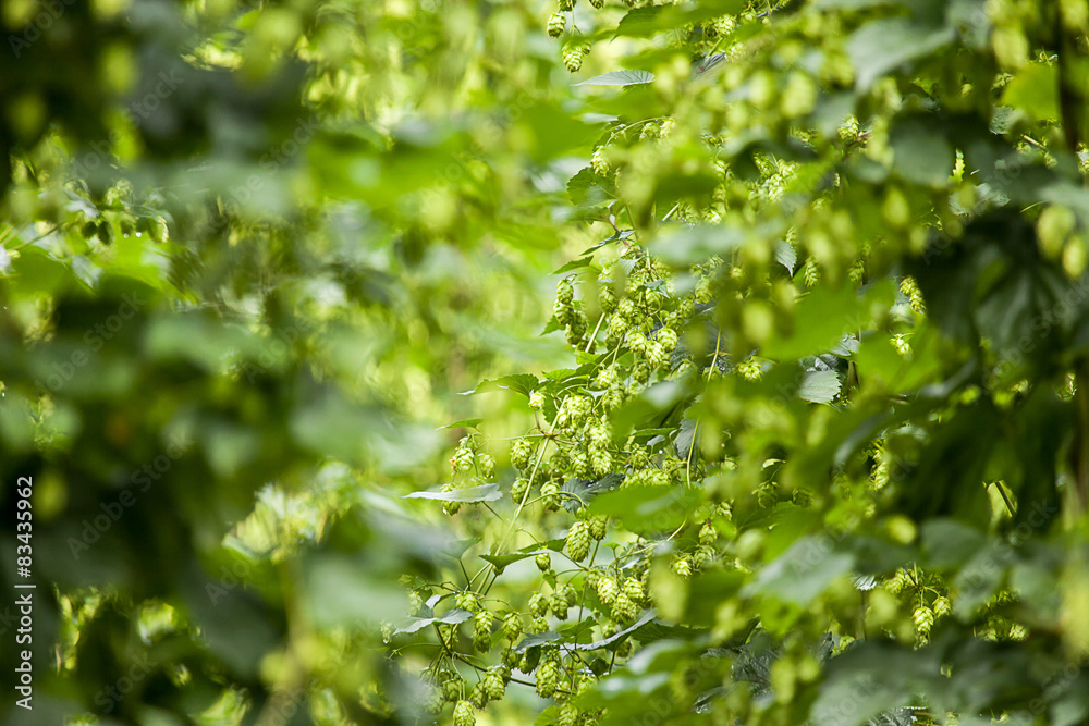 Echter Hopfen (Humulus lupulus) Echter Hopfen (Humulus lupulus)