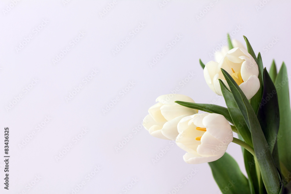 white tulips white tulips