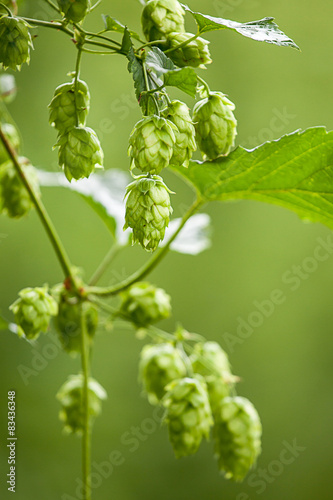 Echter Hopfen (Humulus lupulus)  