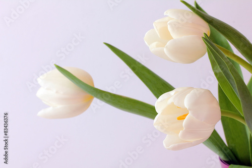 Fototapeta Naklejka Na Ścianę i Meble -  white tulips