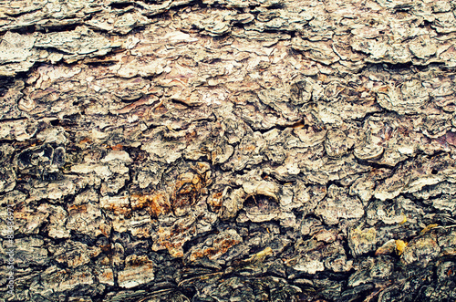 Fotografi Wood texture