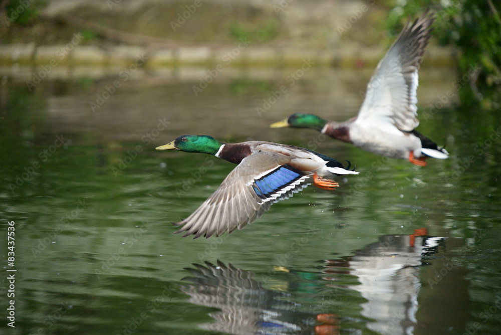 Mallard, Anas platyrhynchos Mallard, Anas platyrhynchos