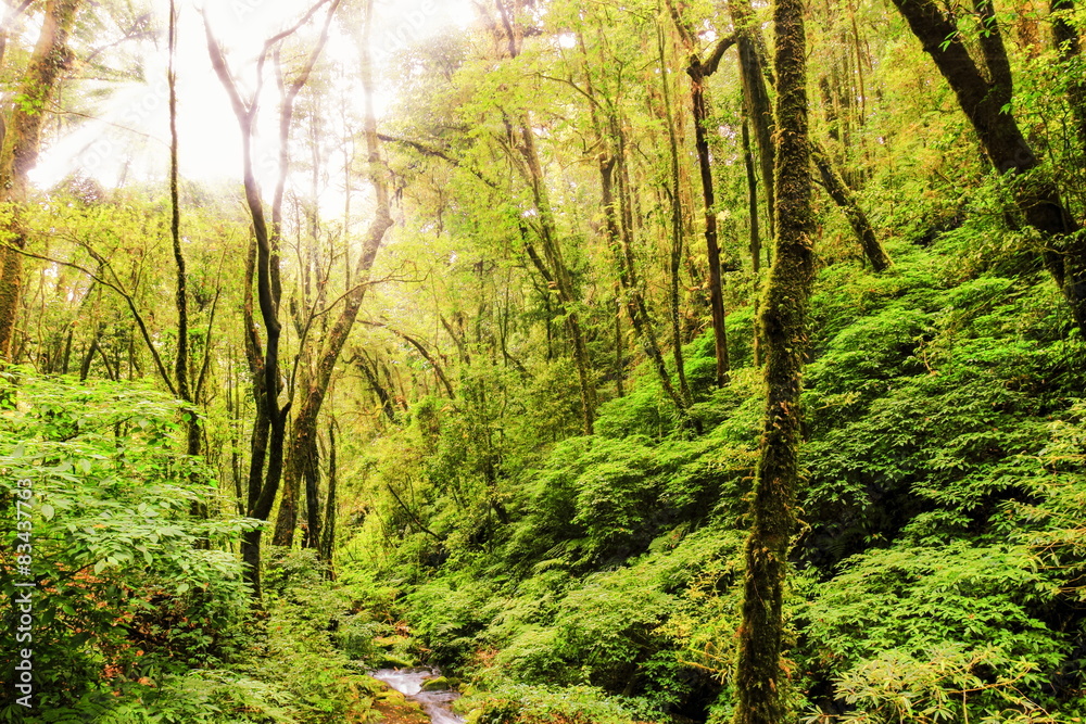 The abundance of forest in natural park,Thailand.