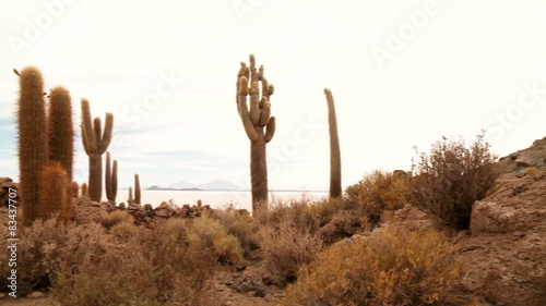 Isla del Pescado, Salar de Uyuni, Bolivia
 photo