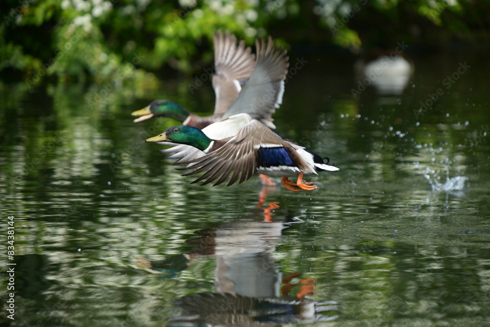 Obraz premium Mallard, Anas platyrhynchos