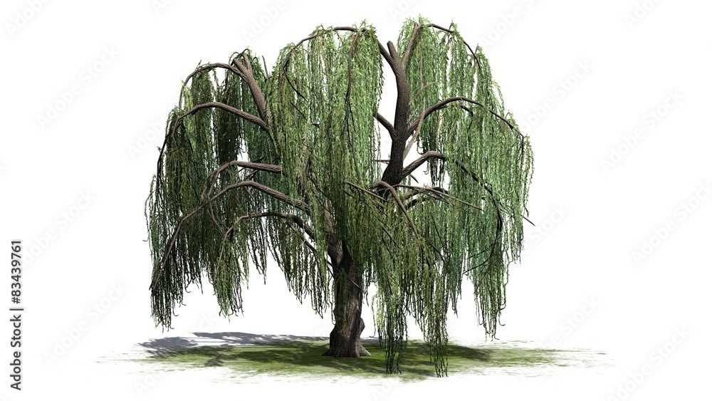 Naklejka premium Weeping willow tree - isolated on white background