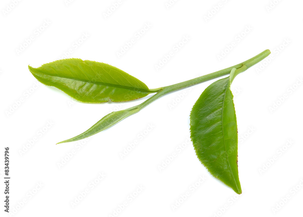 Obraz premium green tea leaf on white background