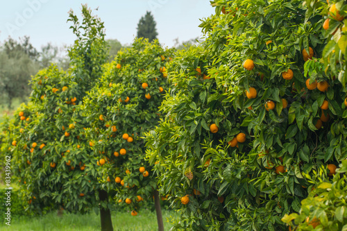 orange trees in orchard