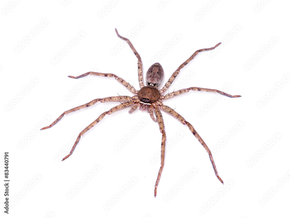Obraz premium Brown spider on white background.