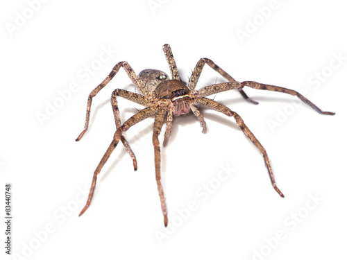 Brown spider on white background. © noppharat