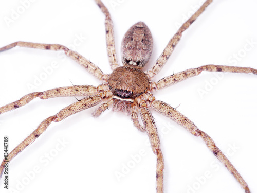 Brown spider on white background.