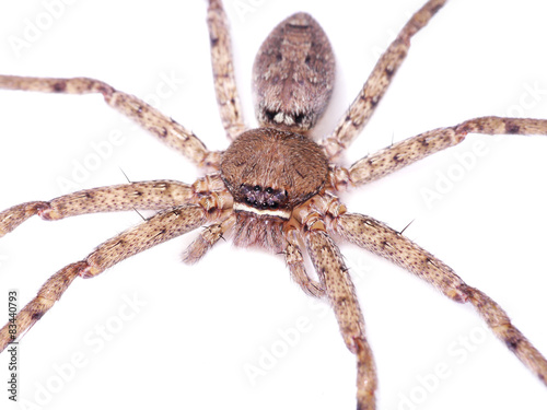 Brown spider on white background.