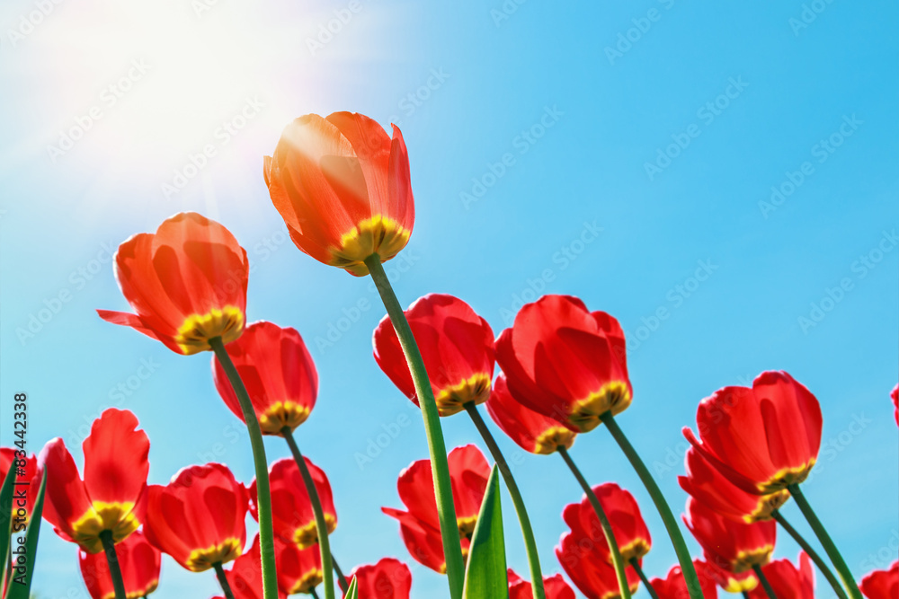 Naklejka premium red tulips in the morning sun