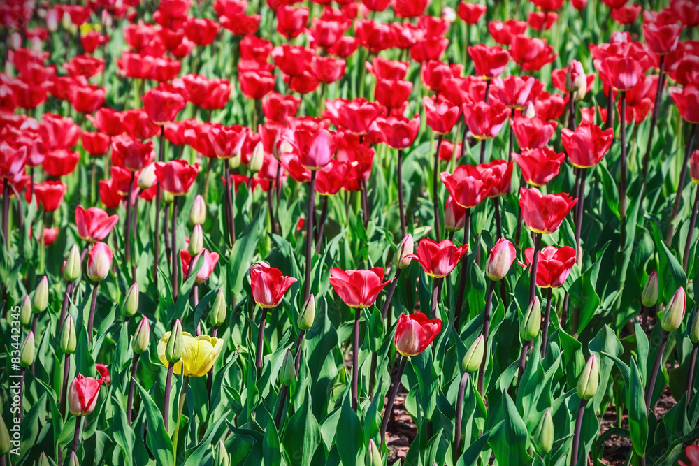 flowers blooming tulips. One yellow tulip among red flowers flowers blooming tulips. One yellow tulip among red flowers