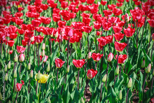 flowers blooming tulips. One yellow tulip among red flowers