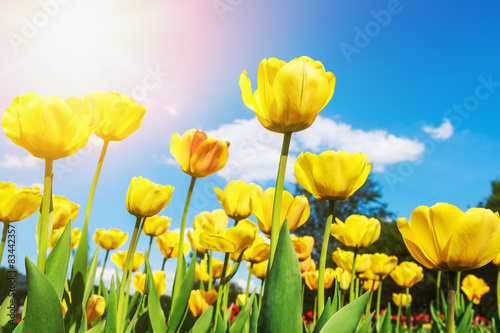 Fresh yellow tulips in warm sunlight