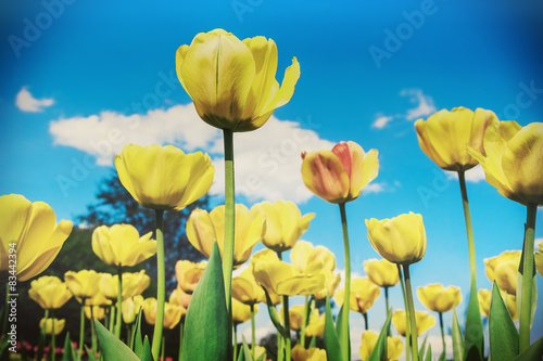 Fresh yellow tulips