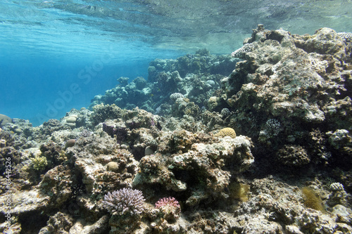 Fototapeta Naklejka Na Ścianę i Meble -   coral reef under the surface of water in tropical sea,  underwa