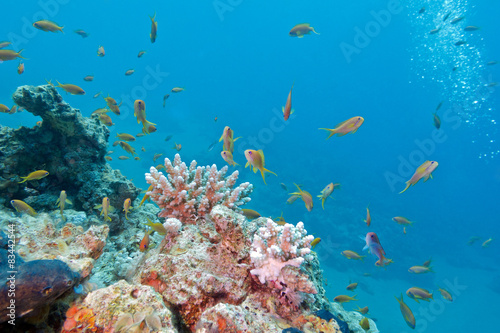 Fototapeta Naklejka Na Ścianę i Meble -   coral reef with shoal of fishes scalefin anthias, underwater