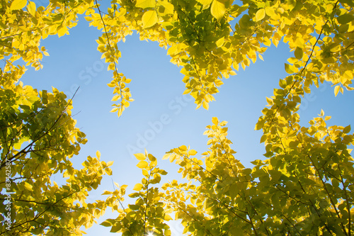 Yellow leaves in spring