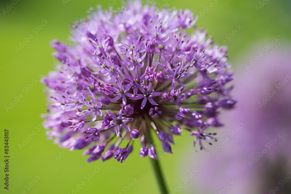 Zierlauch - Allium Aflatunense - Purple sensation Zierlauch - Allium Aflatunense - Purple sensation