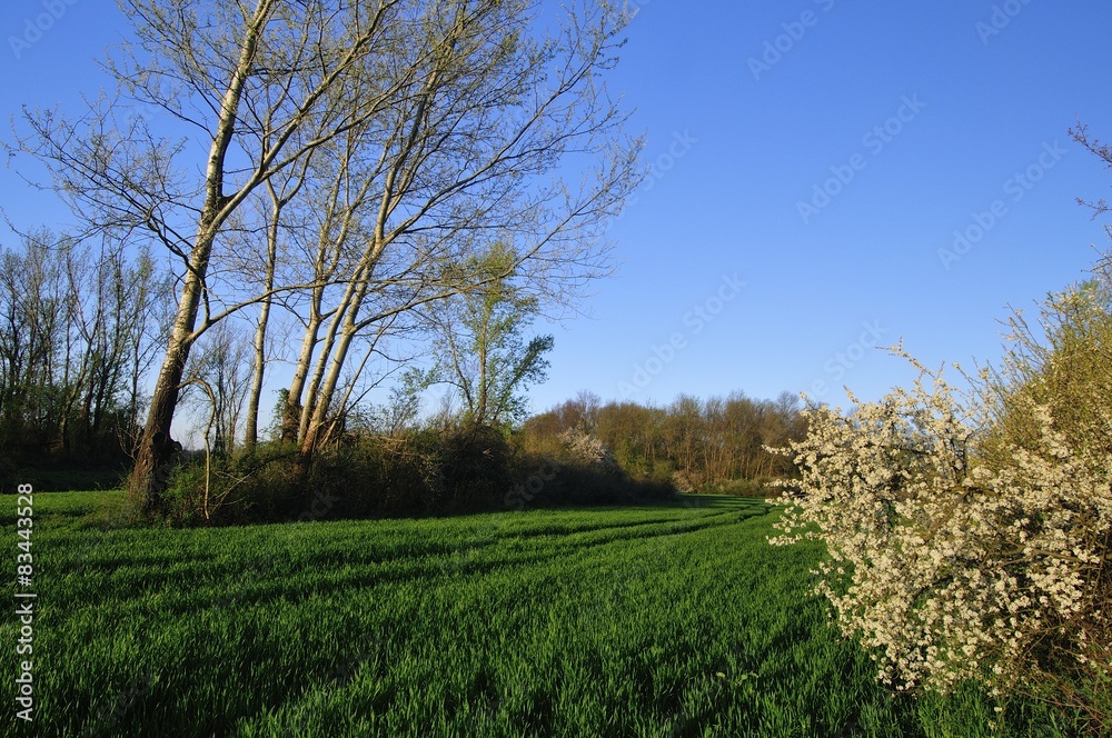 Early spring in the countryside