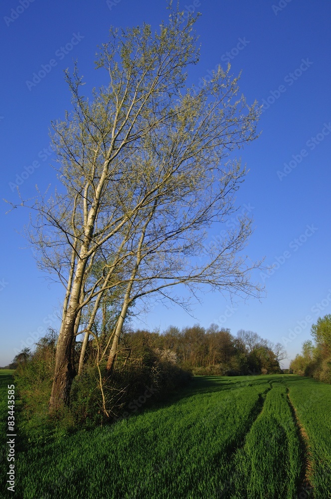 Early spring in the countryside