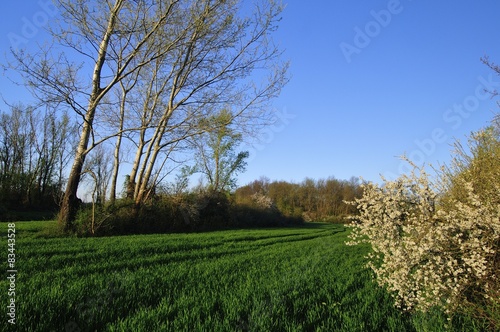 Early spring in the countryside
