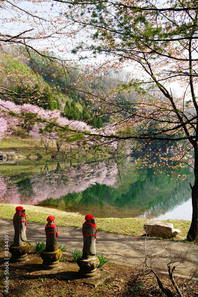 満開の桜のお地蔵様　中綱湖