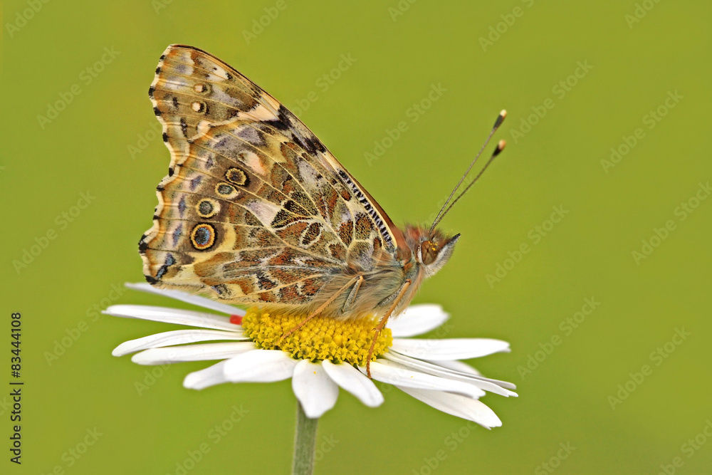 Obraz premium DİKEN KELEBEĞİ