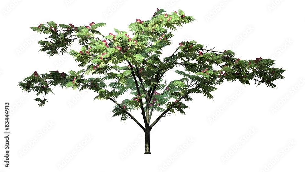 Mimosa tree - isolated on white background