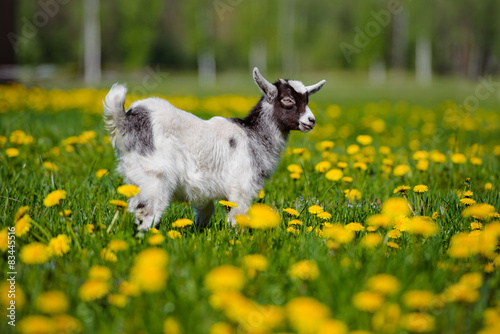 adorable goat kid walking outdoors